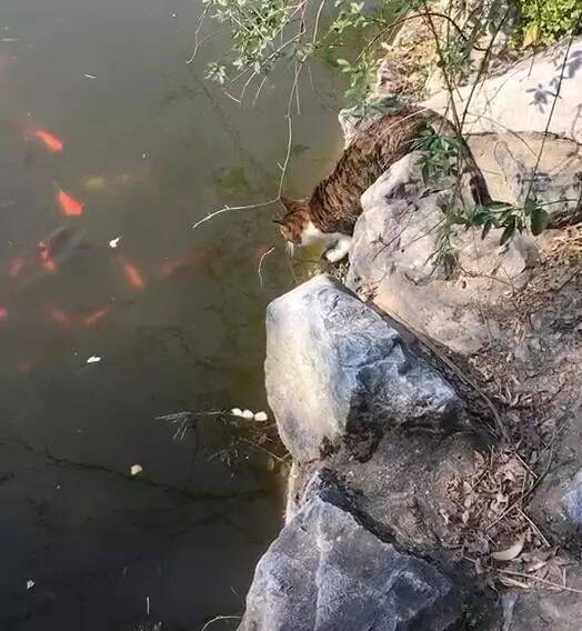 猫咪盯着河里的鱼一动不动，下一刻伸出猫爪，网友看后直呼不可能