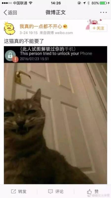 这猫真的不能要了……