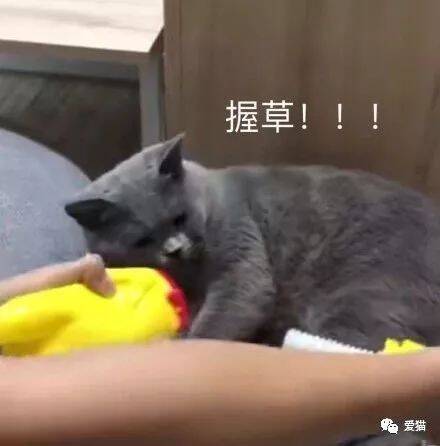 猫有咬人的坏习惯，网友在猫面前这样做后，猫从此变得乖乖的~