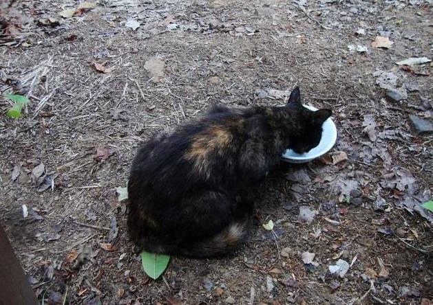 流浪猫向小哥讨要食物，吃完就抱着手臂赖着不走