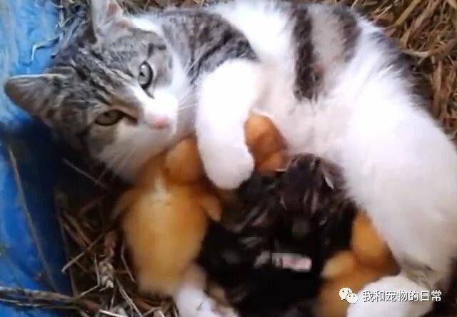 这个猫咪生完一窝小猫崽后，最后把院子里的小鸭子也揽过来喂奶了！