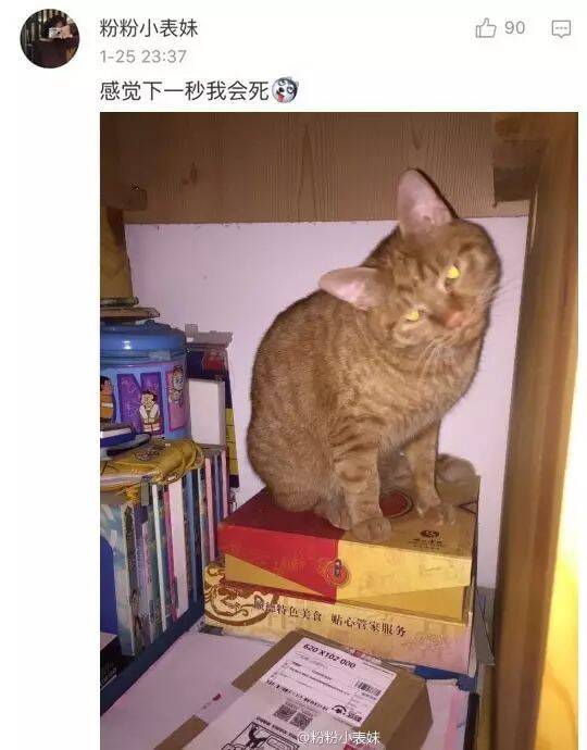 来说一说，你们家猫咪生气是什么样？