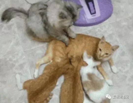 八个月的猫爸全程陪伴妻子喂奶，专注地按摩整整一小时让主人感动