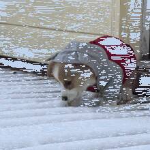 柯基第一次见到雪好奇的尝了一口，结果......