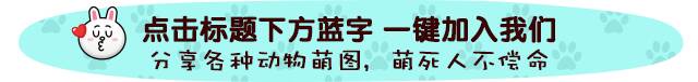 切洋葱时主子非要在旁边待着…结果把自己熏哭了！