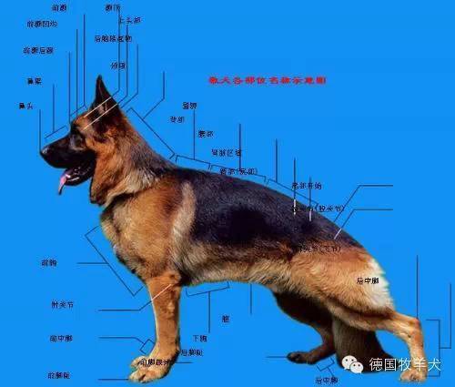 养狗知识——如何分辨德国牧羊犬是否是纯种的