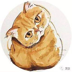 网友给家里的猫咪吃榴莲，猫竟然这样的反应，笑喷~