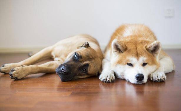 秋田犬的洗澡护理小知识