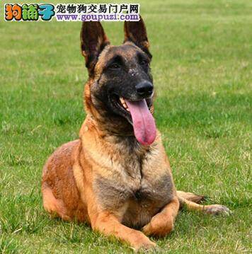 新手处理马犬耳毛的基本方法与步骤