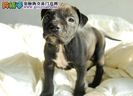 成长分阶段 比特犬幼犬的饲养方式要如何应对