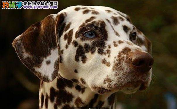 如何训练斑点狗 应该从斑点狗幼犬时期开始训练