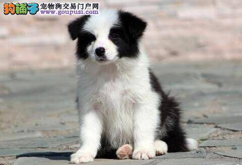 我来说道说道关于边境牧羊犬断奶后的饲养方法