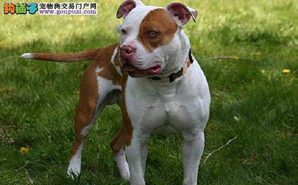 训练比特犬 让比特犬不咬人的方法