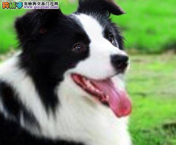 饲养指南 边境牧羊犬为什么不吃饭