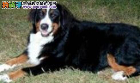 专家告知伯恩山犬不吃饭的三种原因