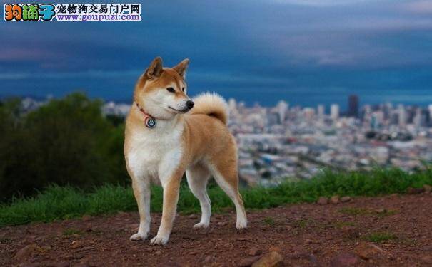 秋田犬的牙齿应该怎样保护 保护秋田牙齿的方法