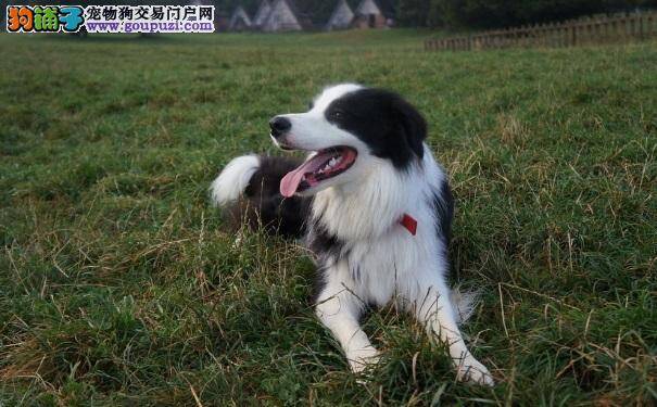 边境牧羊犬换毛之时家长应该怎么做