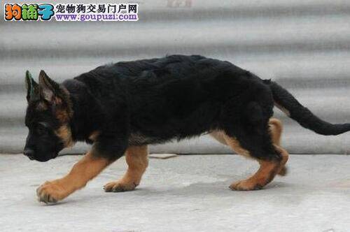 怎样在冬天养好德国牧羊犬呢