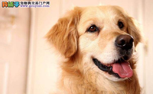 怎样训练金毛犬——学会这三招