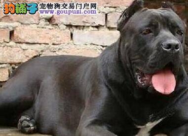 饲养全知道 如何挑选卡斯罗犬