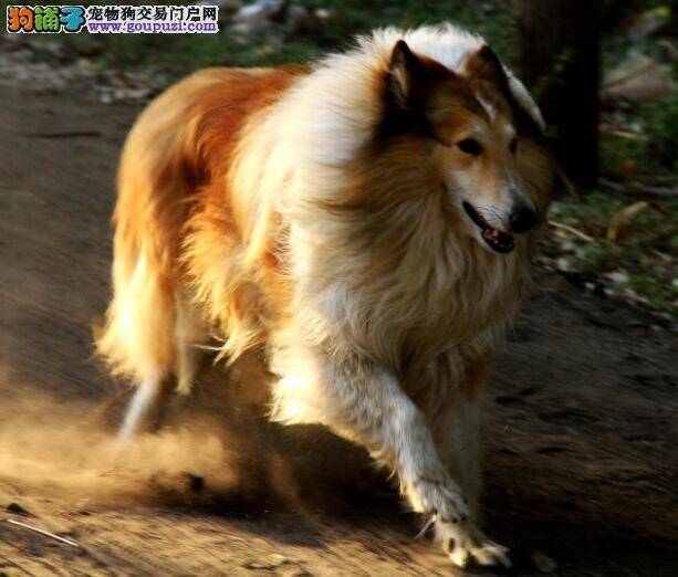 简要说明一下苏格兰牧羊犬的犬种特征与性格特点