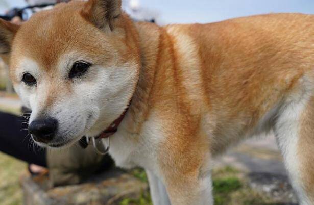 选购柴犬的时候需要注意哪些问题呢