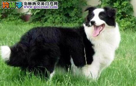 狗狗速查手册之边境牧羊犬出现眼屎的四个原因