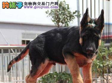 德国牧羊犬流鼻涕有点咳嗽如何是好