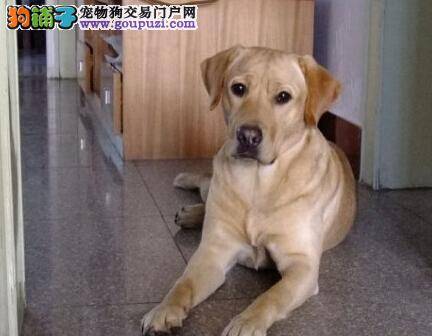 不小心被拉布拉多犬咬伤应如何处理伤口