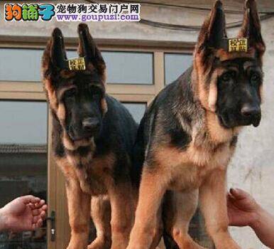 饲养德国牧羊犬需要注意哪些事情