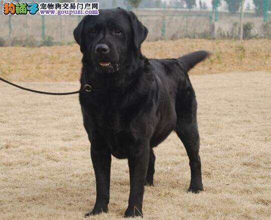 挑食不健康 怎样避免拉布拉多犬挑食