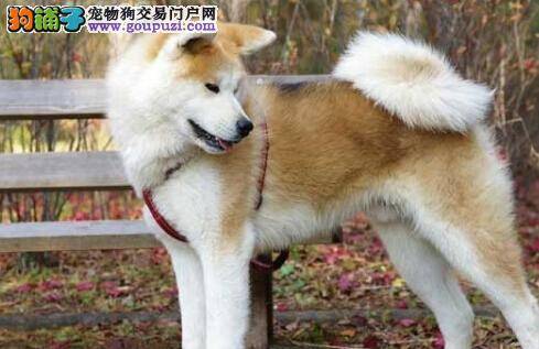 饲养新学问 如何调教秋田犬最科学