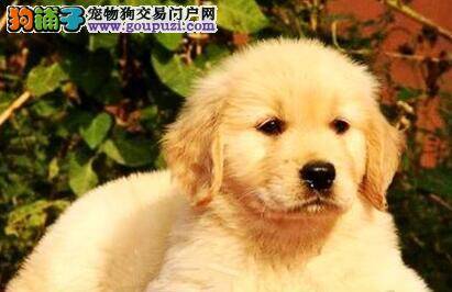 金毛犬也有不可以吃的水果和蔬菜么