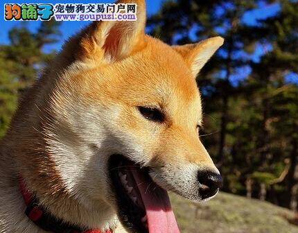 萌宠护理全集 新宠主饲养柴犬全攻略