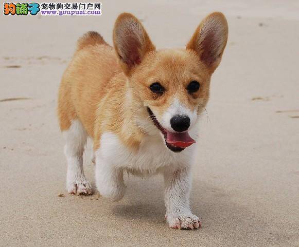 怎样帮助柯基犬驱虫 求解答