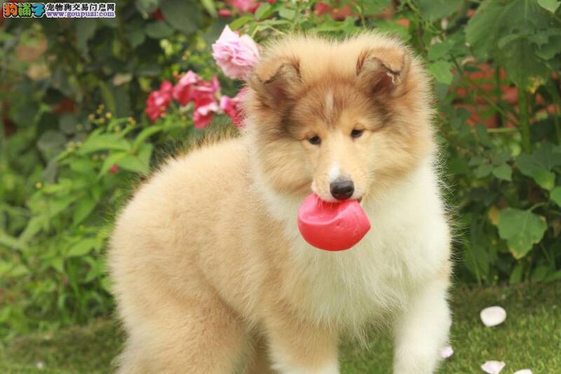 苏格兰牧羊犬的身上 有白色的皮屑应怎么办