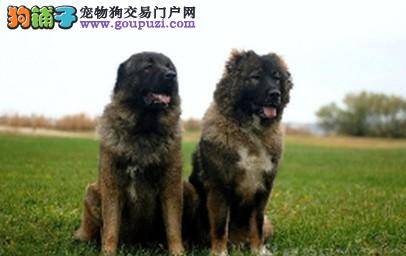 如何让挑选健康高加索犬的过程更加的顺利