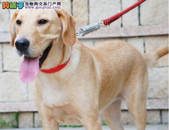 主人要注意拉布拉多犬的12种问题行为（上）