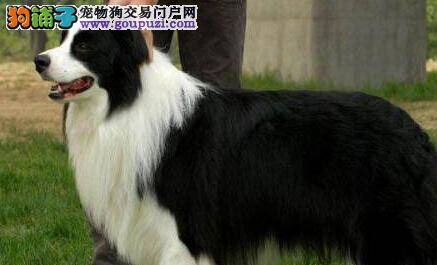 医学护理守则 边境牧羊犬感冒怎么办