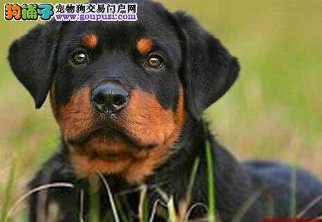 小编支招 解决罗威纳犬全身痒的常见问题