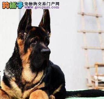 什么时候给德国牧羊犬打疫苗是正确的