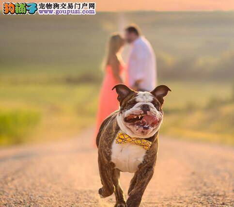 孕期斗牛犬的喂养重点与日常护理