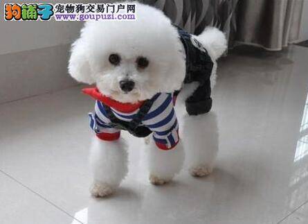 贵宾犬营养不良贫血应该怎么调养