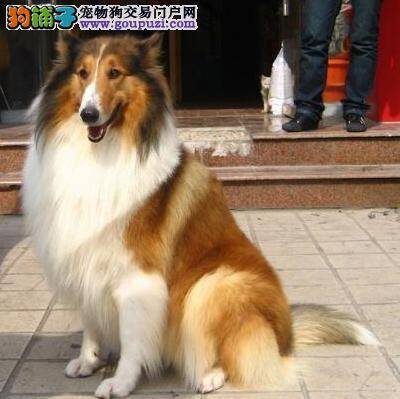 可以把狗粮加热后再喂食苏格兰牧羊犬吗