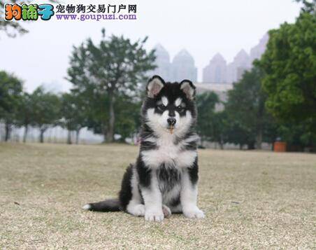 测试阿拉斯加雪橇犬幼犬性格好坏的小技巧