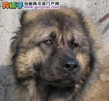 精神状况与健康 选购高加索犬最应该注意的两个方面