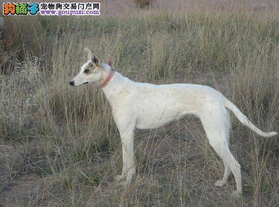 选狗教程 教你掌握挑选优秀格力犬的几种方法