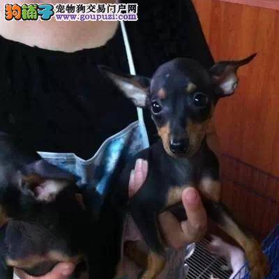 小鹿犬身上出现很多红疙瘩，没事吧