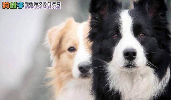 训练边境牧羊犬最大的秘诀——耐心