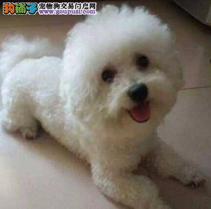 比熊犬感冒的问题应该如何治疗